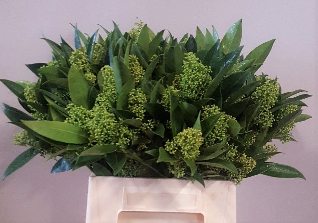 Скимия Кью Грин за пучок 40, пуч.