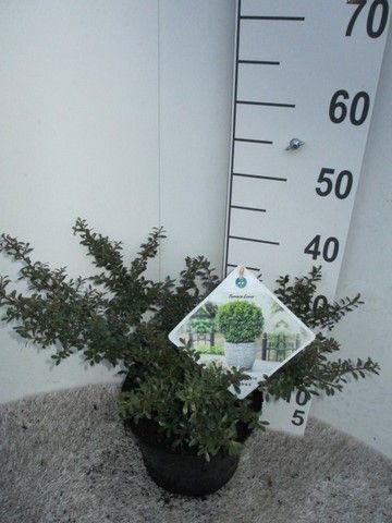 Ilex crenata Stokes 20-30 cm struik P23, D 23