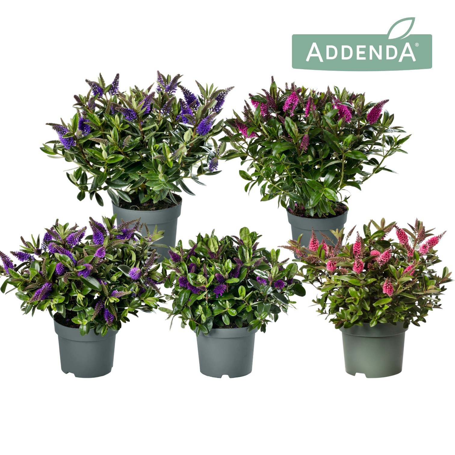 Hebe Addenda® Donna® Mix laag Groen P15, D 15