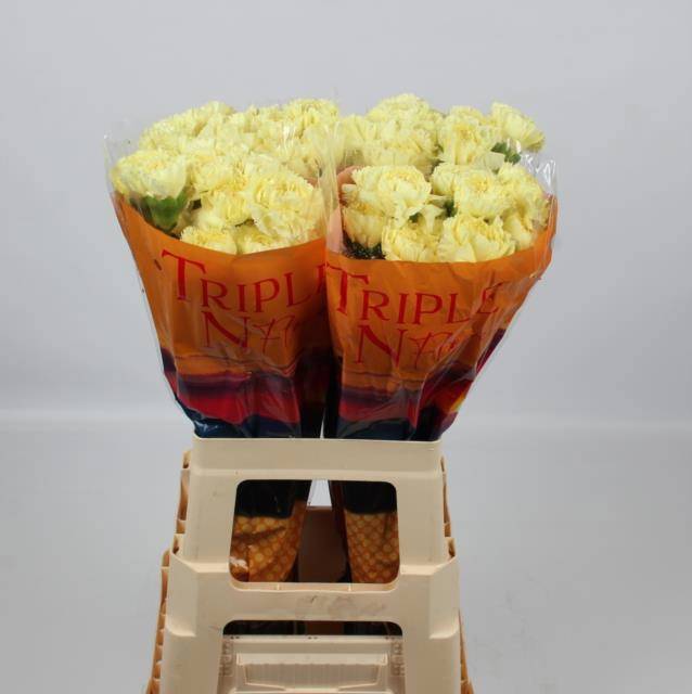 Диантус од. Луиза, шт.