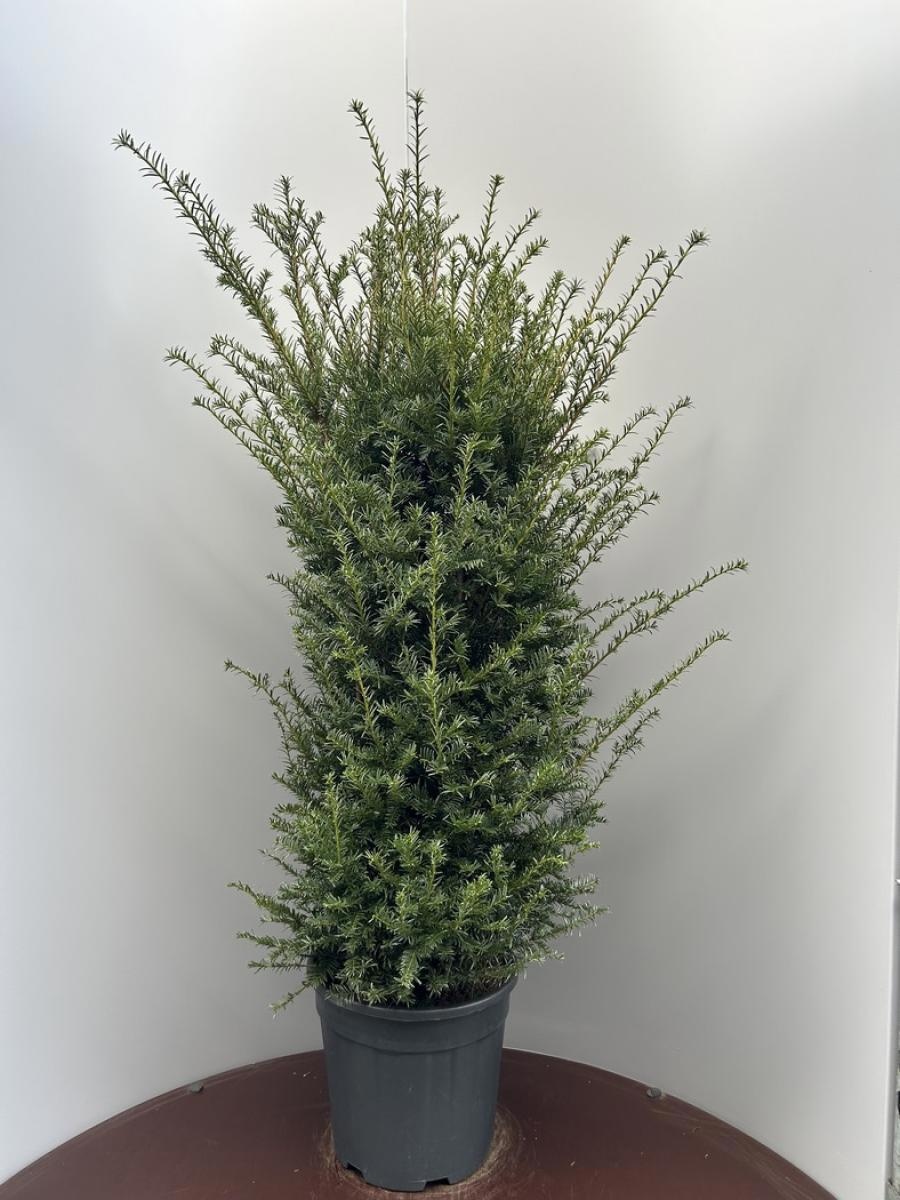 Taxus baccata, D 38