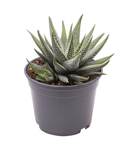 HAWORTHIA FASCIATA, D 9 cm