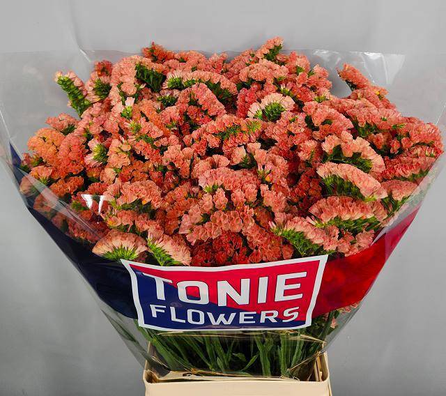 Статица Роял Оранж 70, шт.