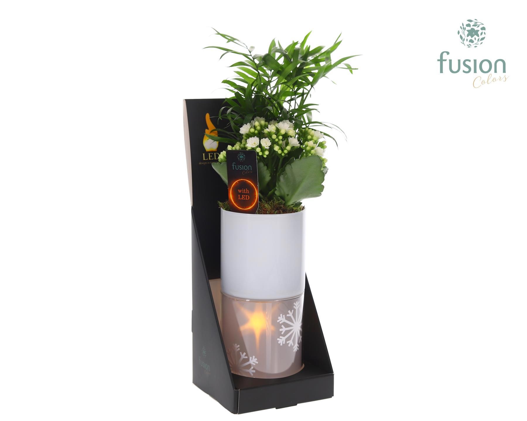 Glas tube Led planter groot met arrangement, D 11 cm Glas tube Led planter groot met arrangement, D 11 cm
