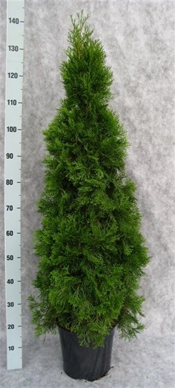 Thuja occidentalis 'Smaragd', D 27
