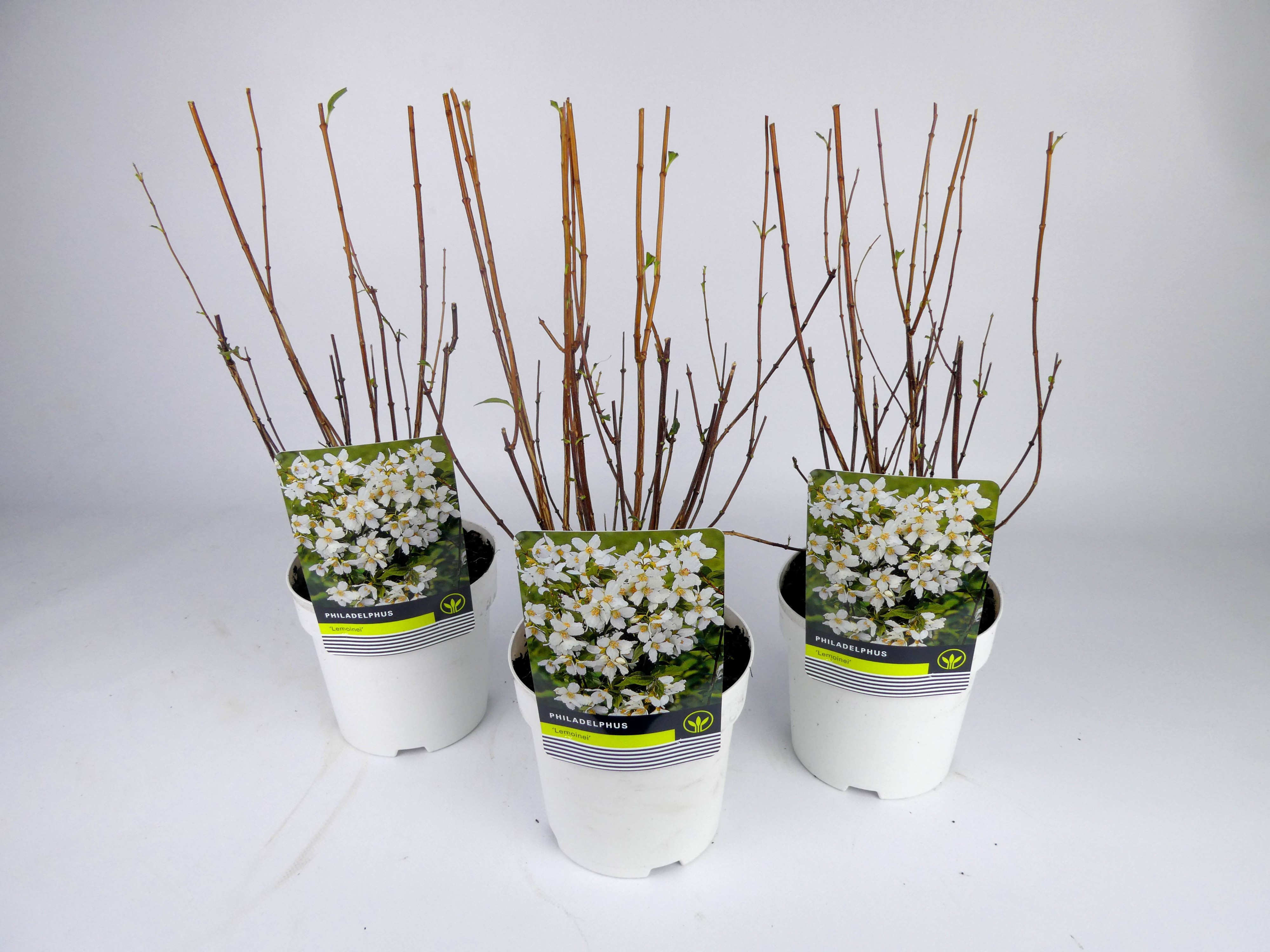 Deutzia 'Lemonei' Kleurpot, D 14