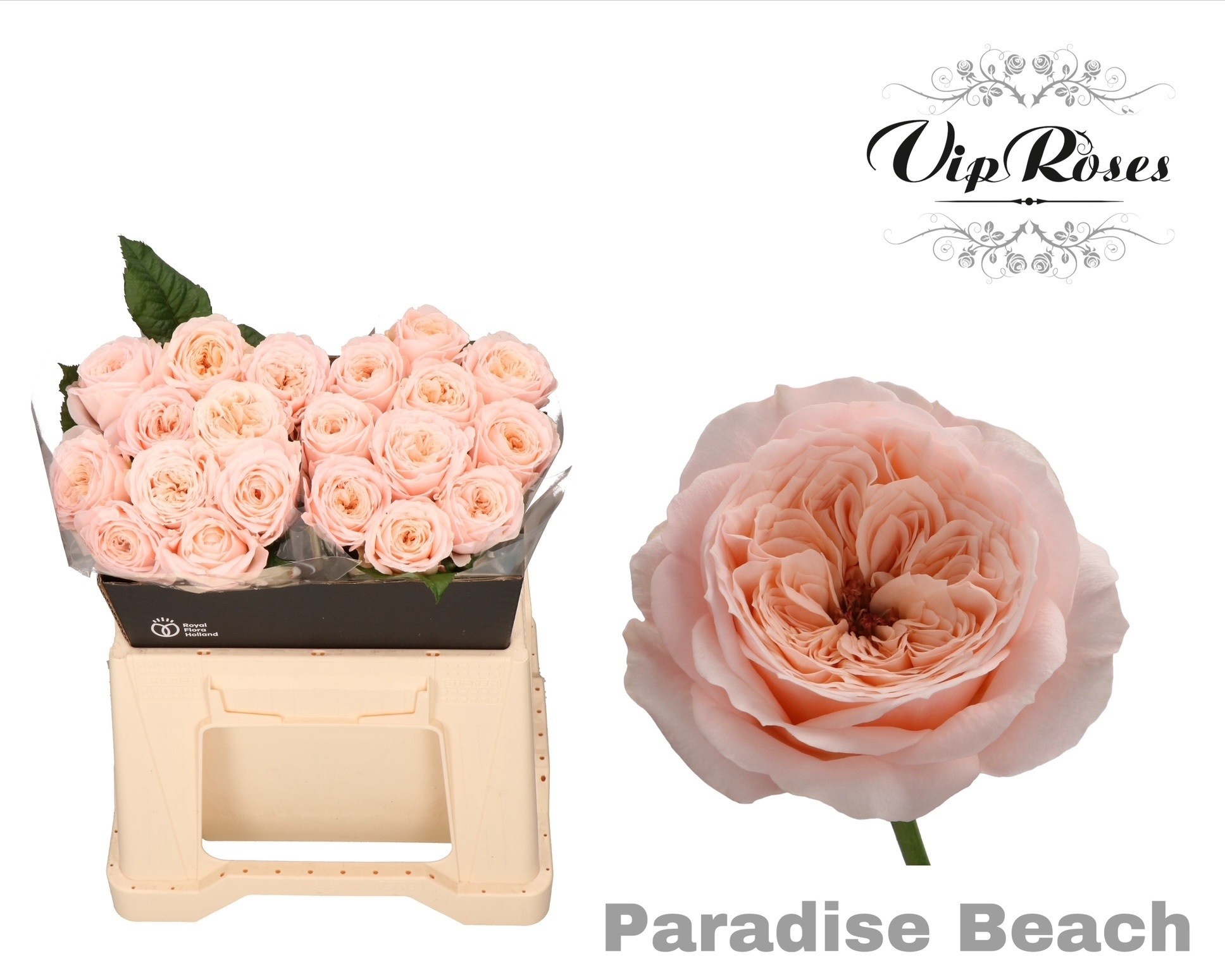 Роза од. KL Пэрадайз Бич 40, шт.