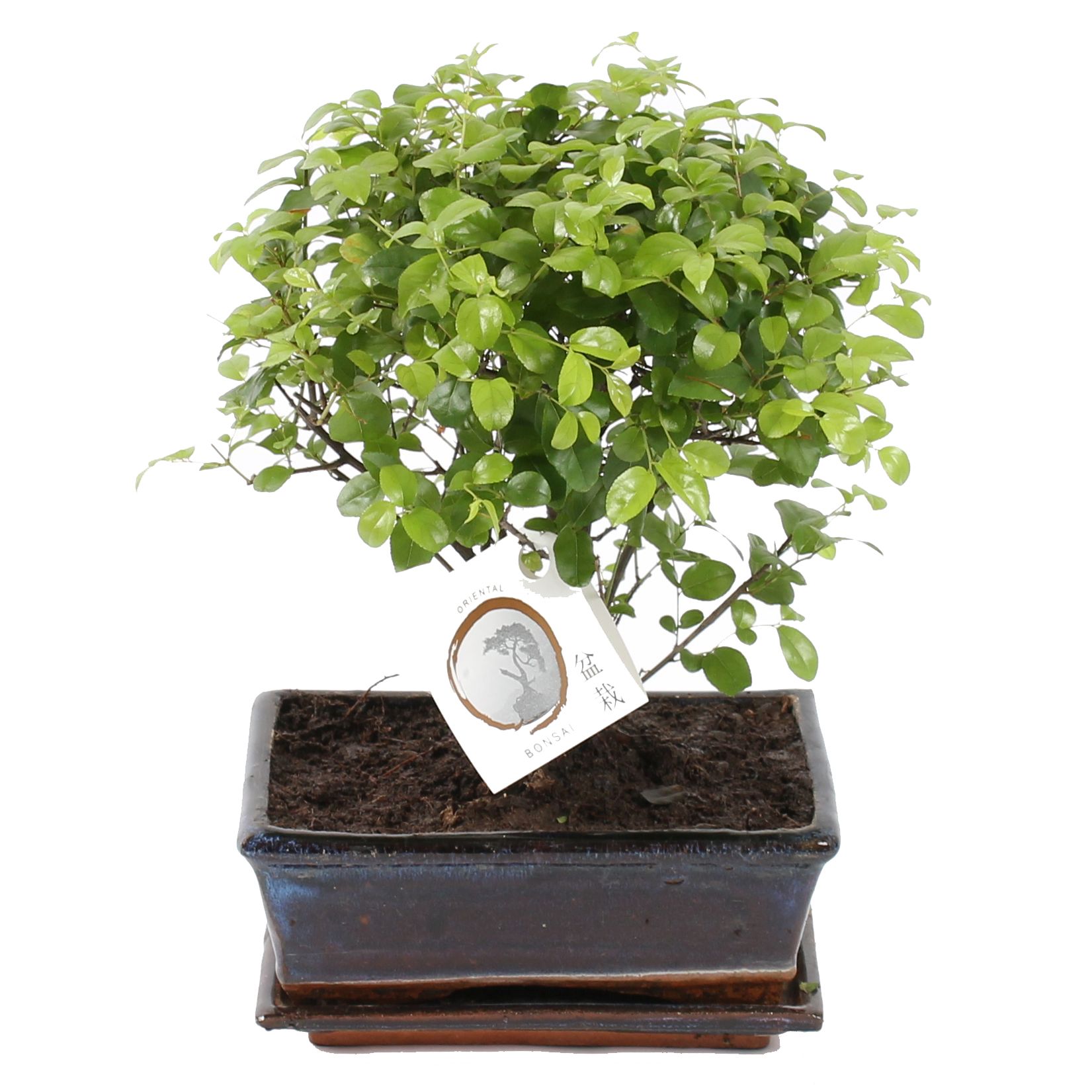 Bonsai 'Sageretia' in ø20cm Ceramic Ball Shape with Saucer, D 20