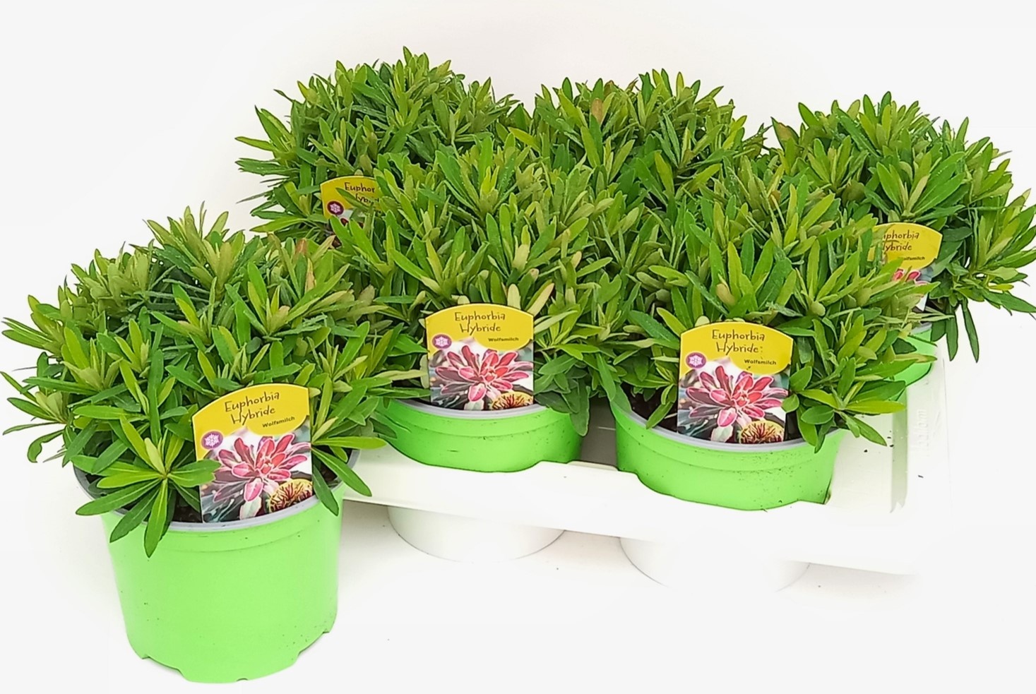 Euphorbia Athene T17, D 17 cm Euphorbia Athene T17, D 17 cm