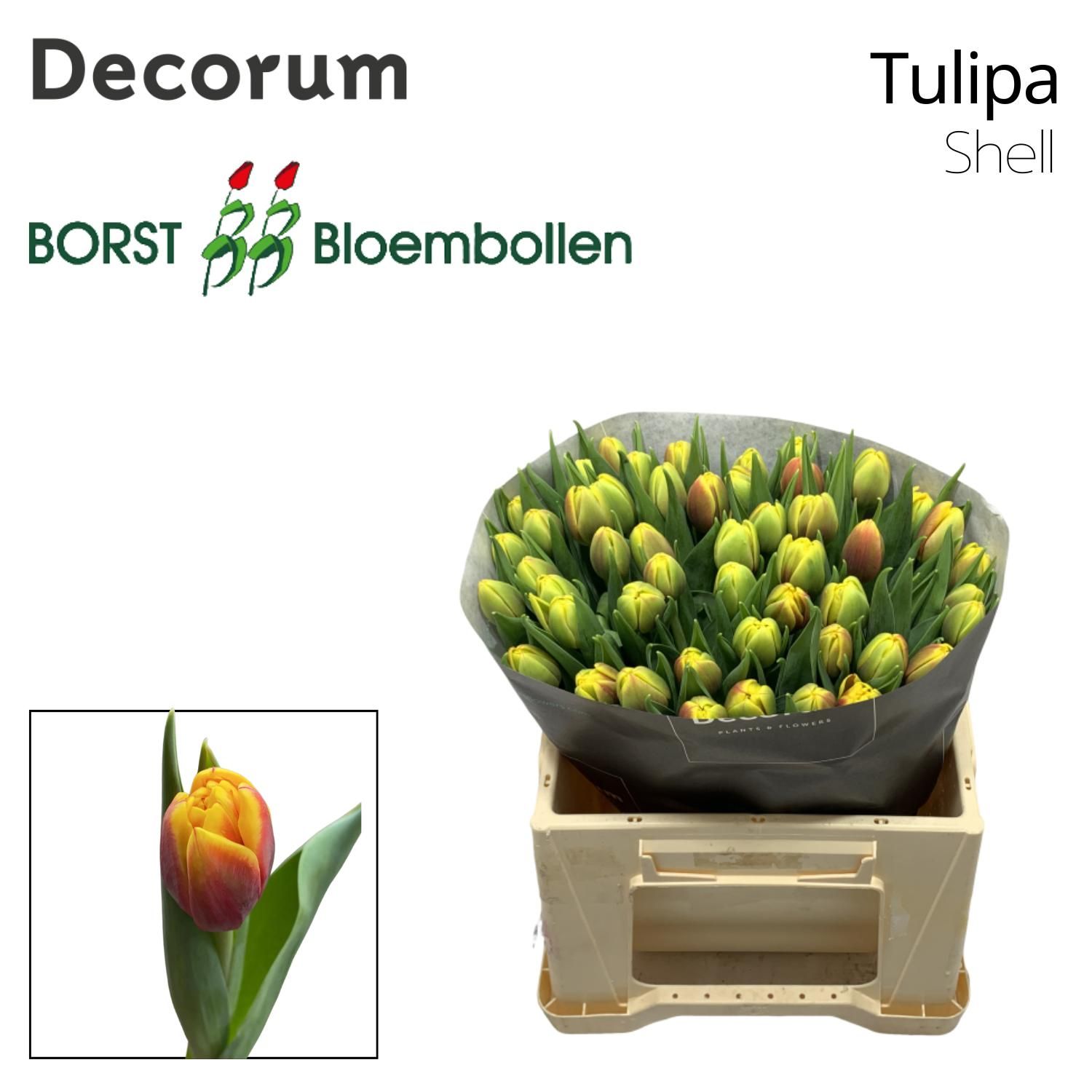 Тюльпан дв. Шелл, шт. Тюльпан дв. Шелл, шт.