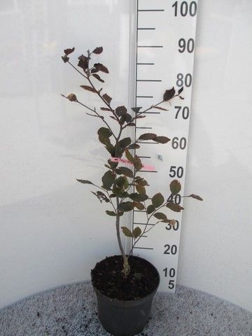 Fagus sylv. Riversii 60-80 P23, D 23 cm
