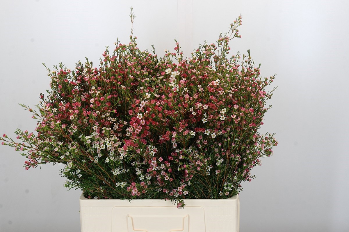 Шамелациум Май Свит Сикстин 60, шт.