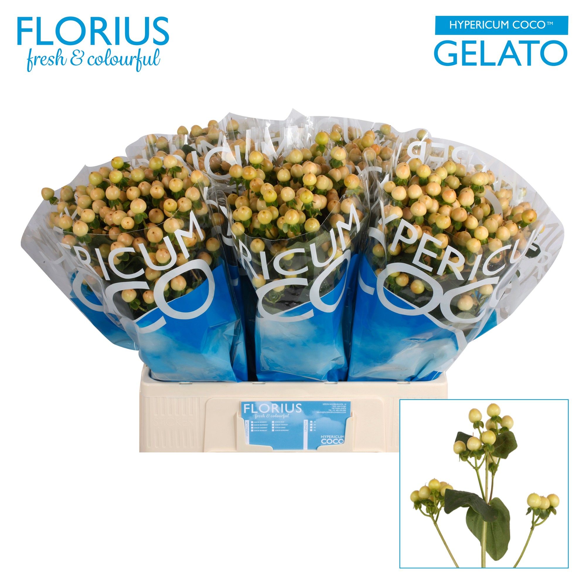 Гипперикум Коко Джелато 60, шт.