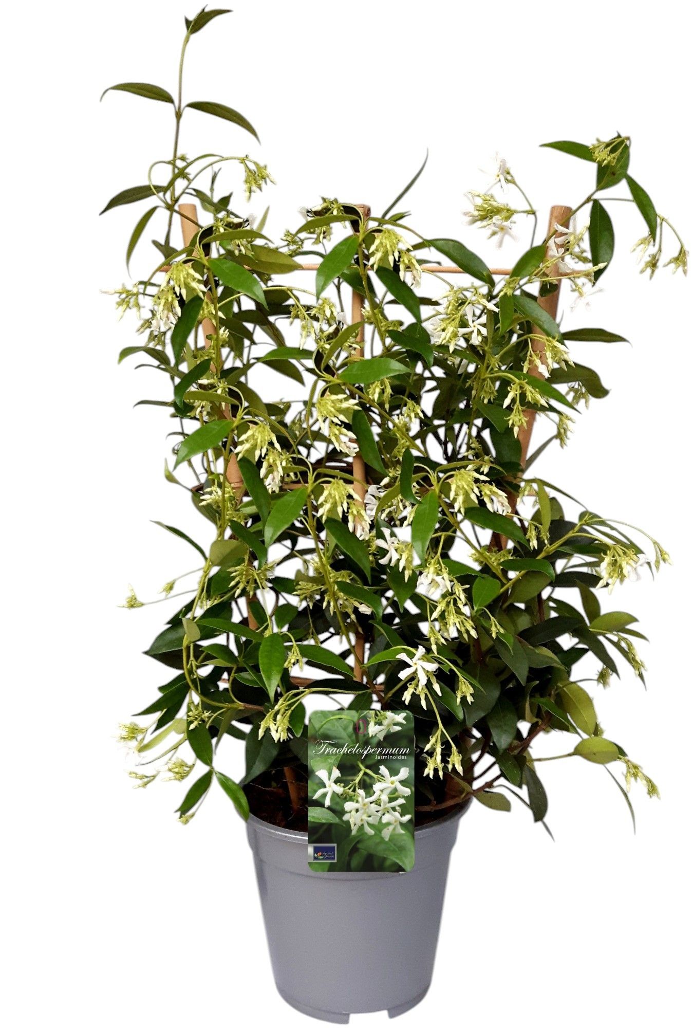 Trachelospermum jasminoides bamboo REK, D 17