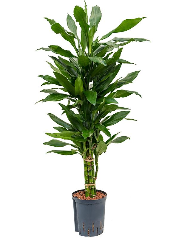 Dracaena fragrans 'Janet Lind', D 18