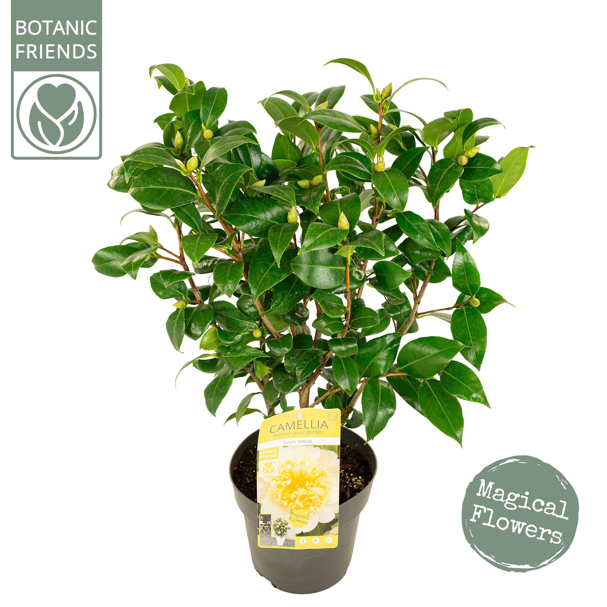 Camellia wil. 'Jury's Yellow' Premium, D 19