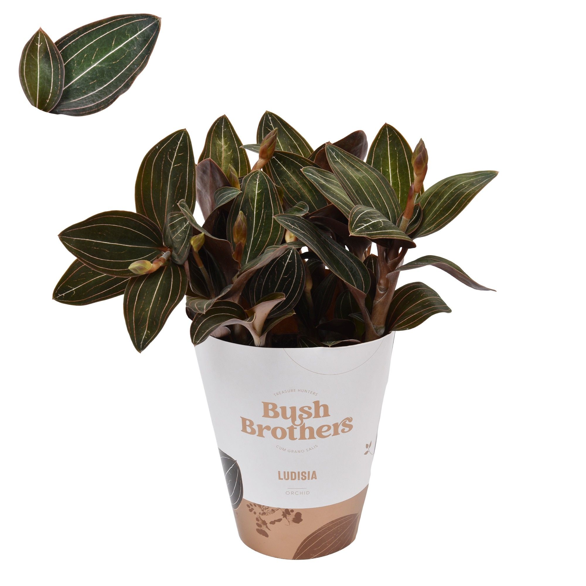 Ludisia Discolor XL 12 cm, D 12 cm