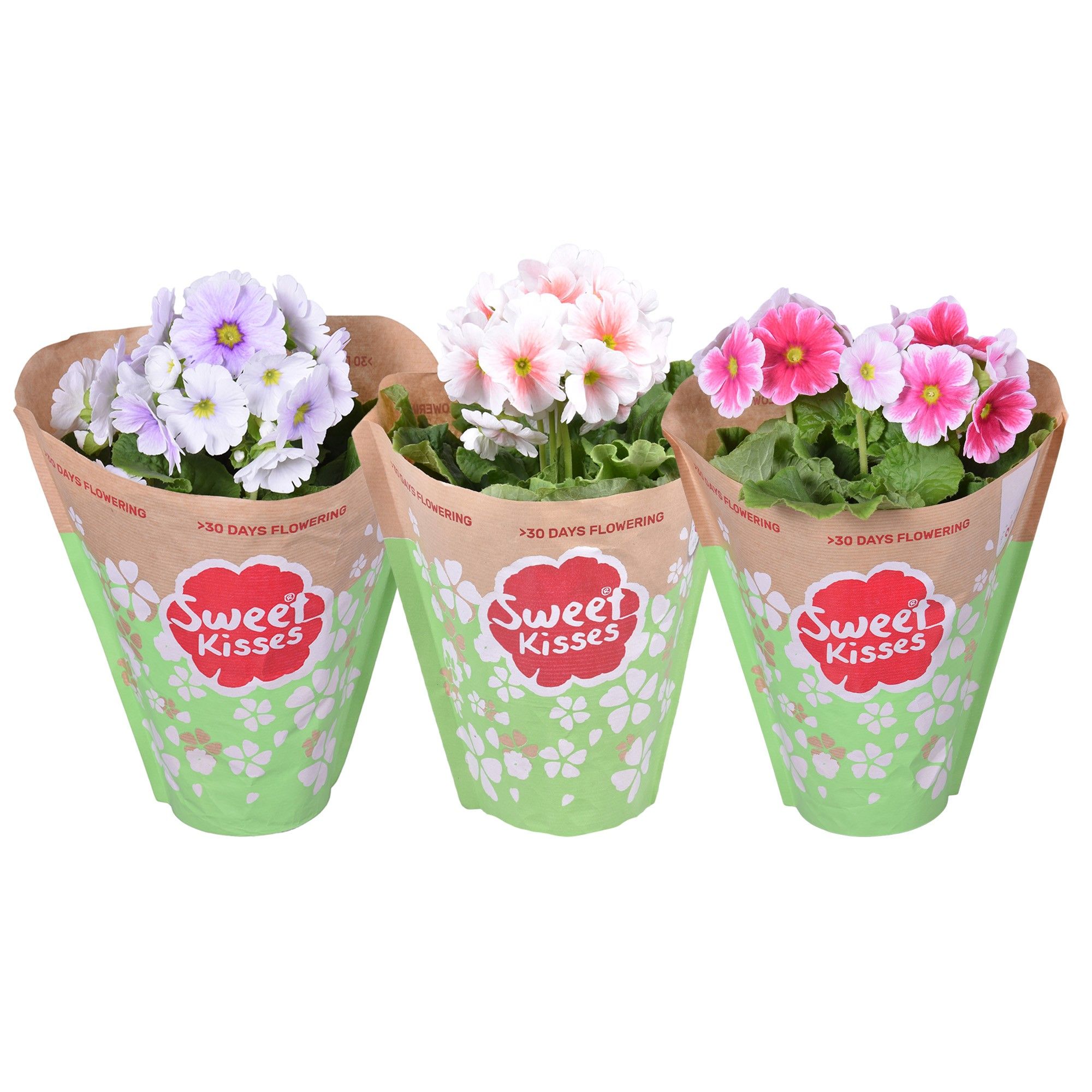 Primula Sweet Kisses Tweekleurig MixLAAG in papieren hoes, D 12