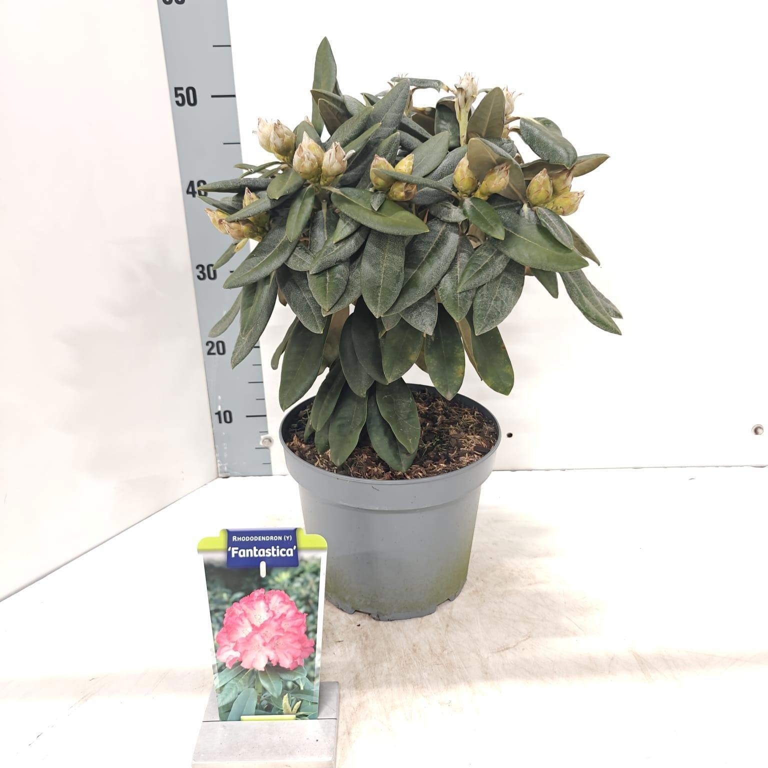 Rhododendron (Y) 'Fantasica', D 23