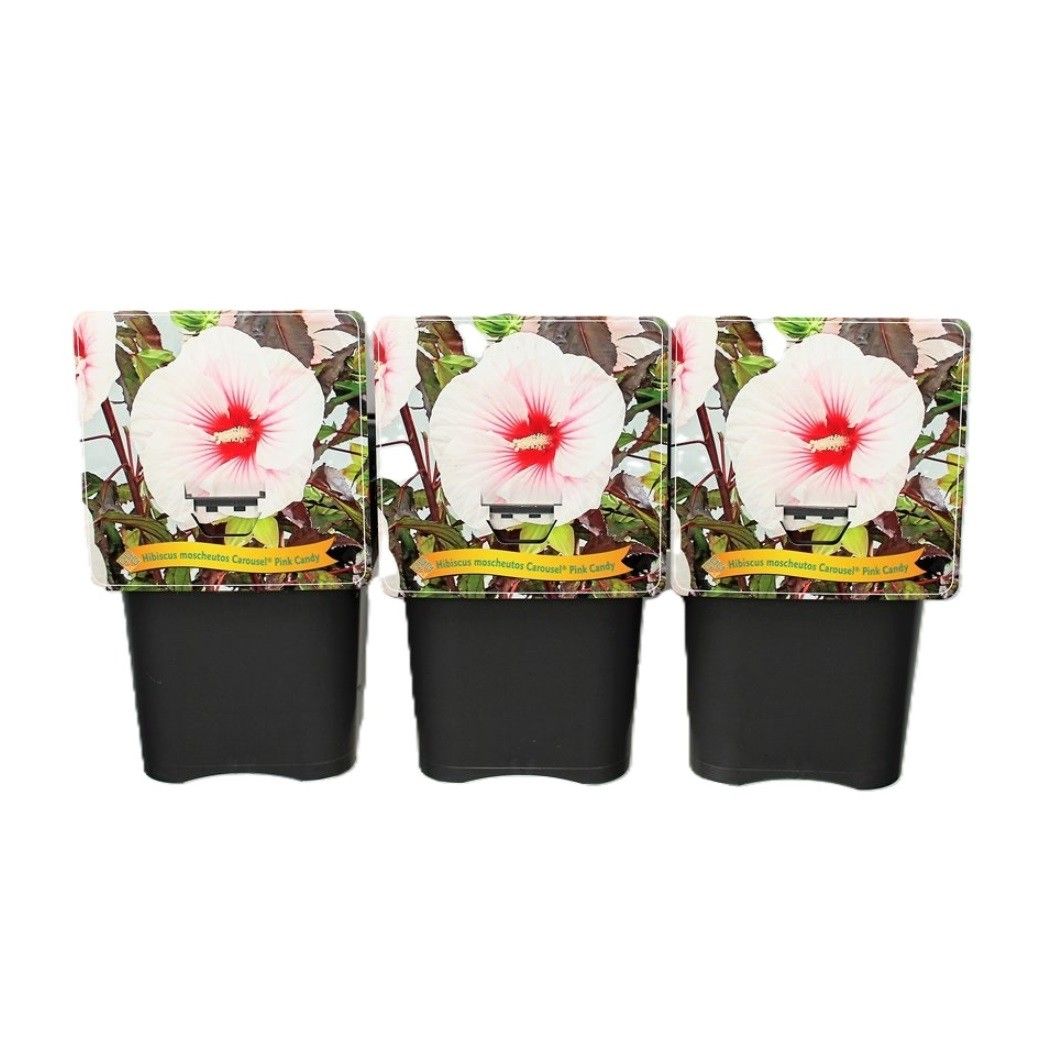 Hibiscus Moscheutos Caroussel Pink Candy C5, D 21 cm