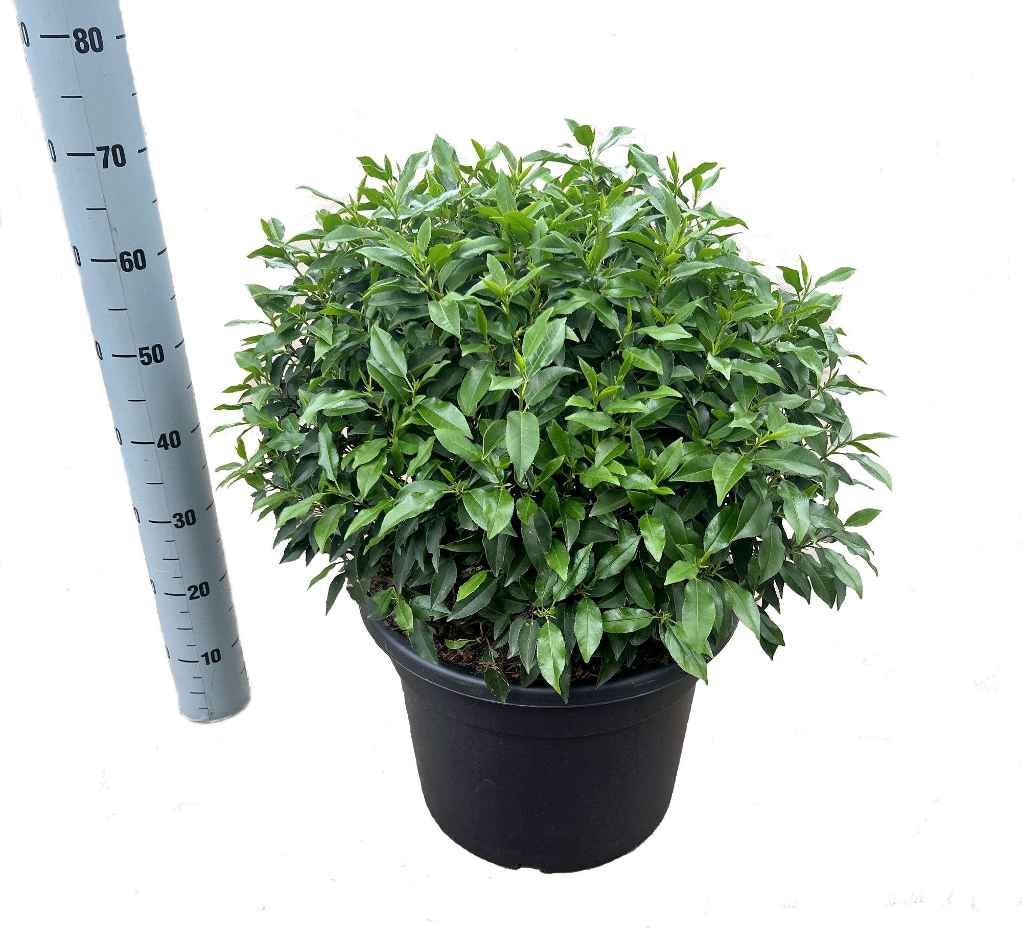 Prunus Lusitanica  bol 50-55cm, D 40