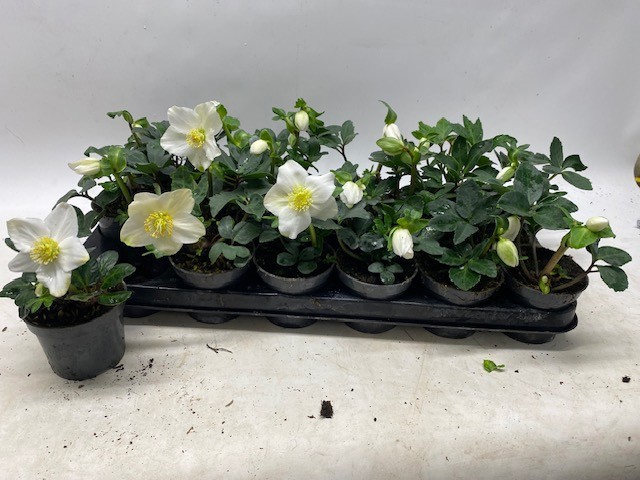 Helleborus niger - FBA® - Little Star - P9 M, D 9 cm