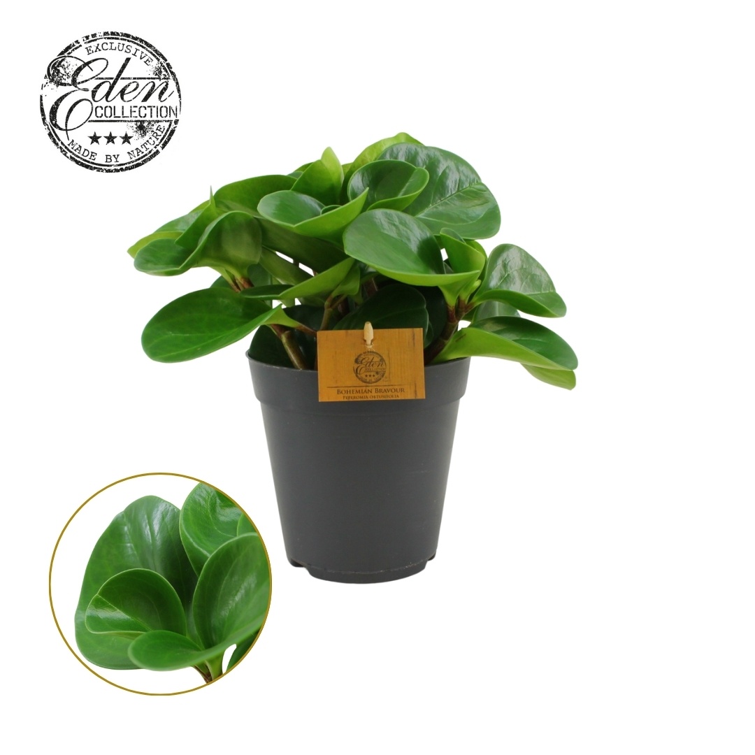 Peperomia Obtusifolia Groen 15cm, D 15 cm