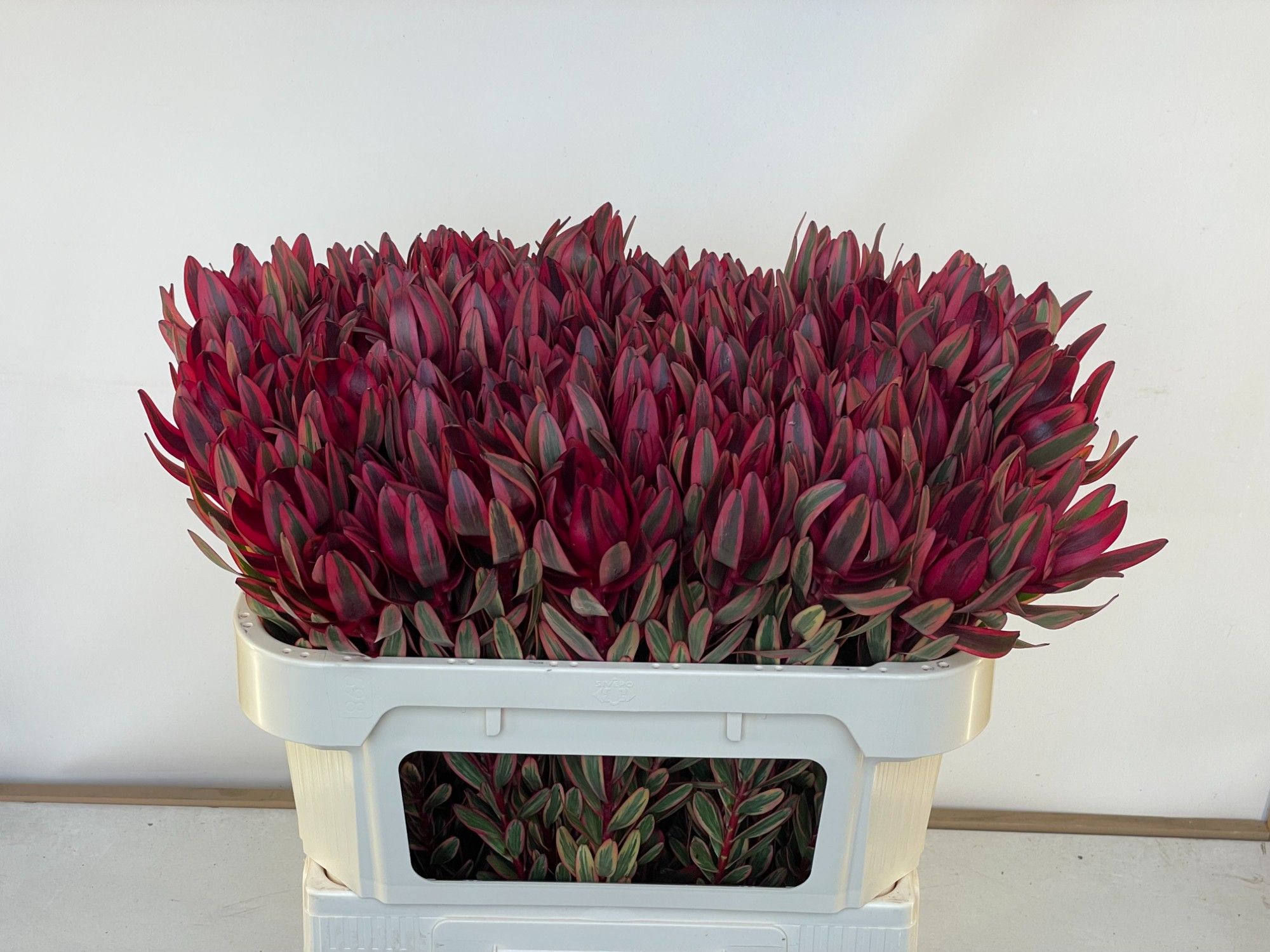 Леукадендрон Джестер 70, шт.