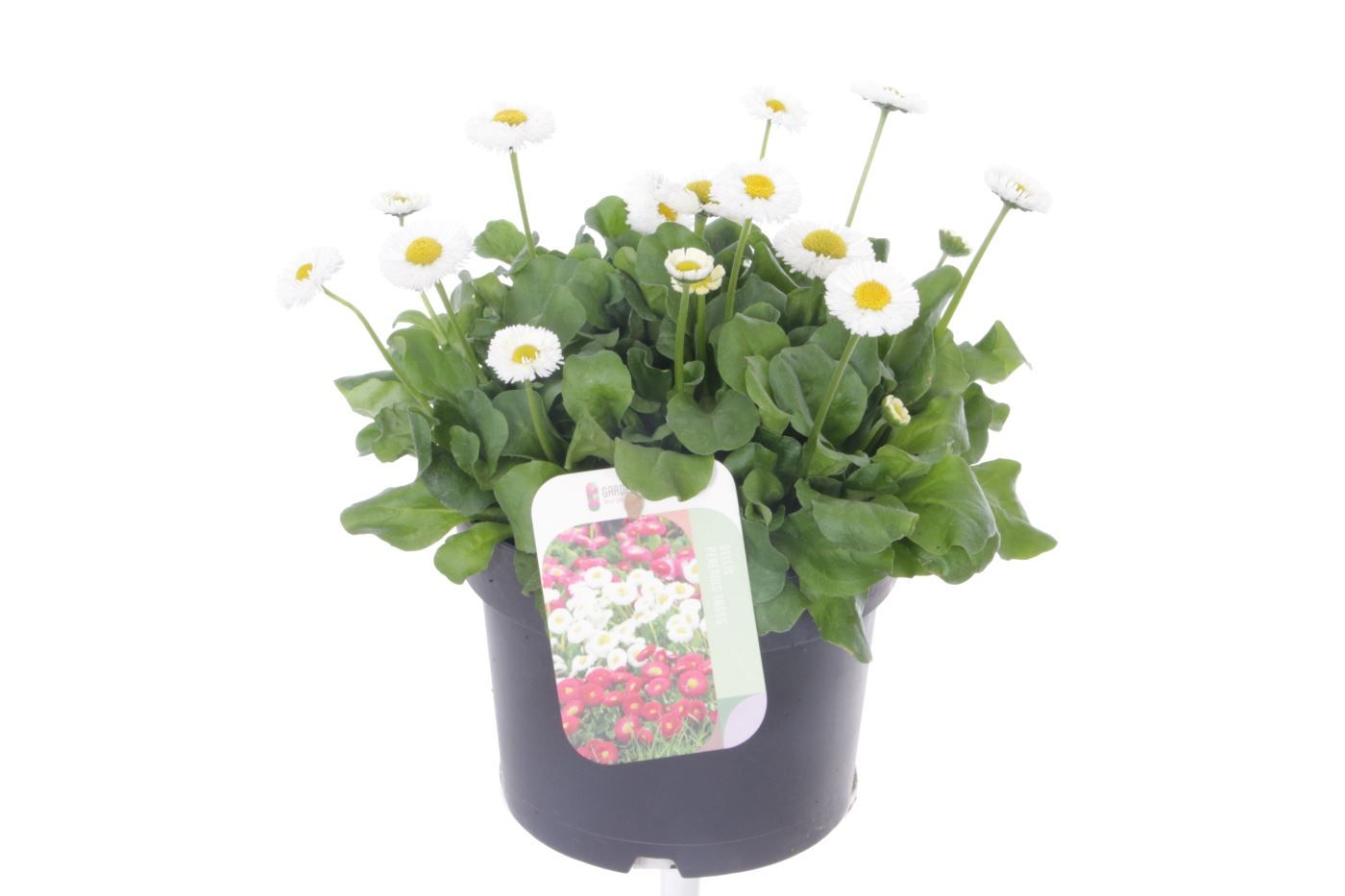 Bellis perennis Tasso White, D 17