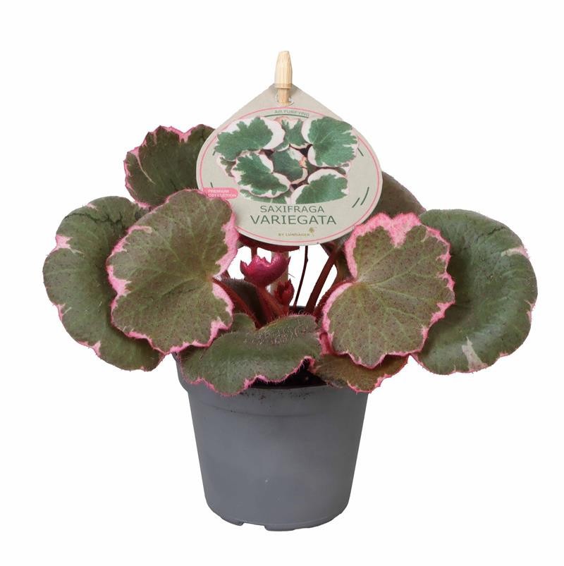 SAXIFRAGA STOLONIFERA, D 6