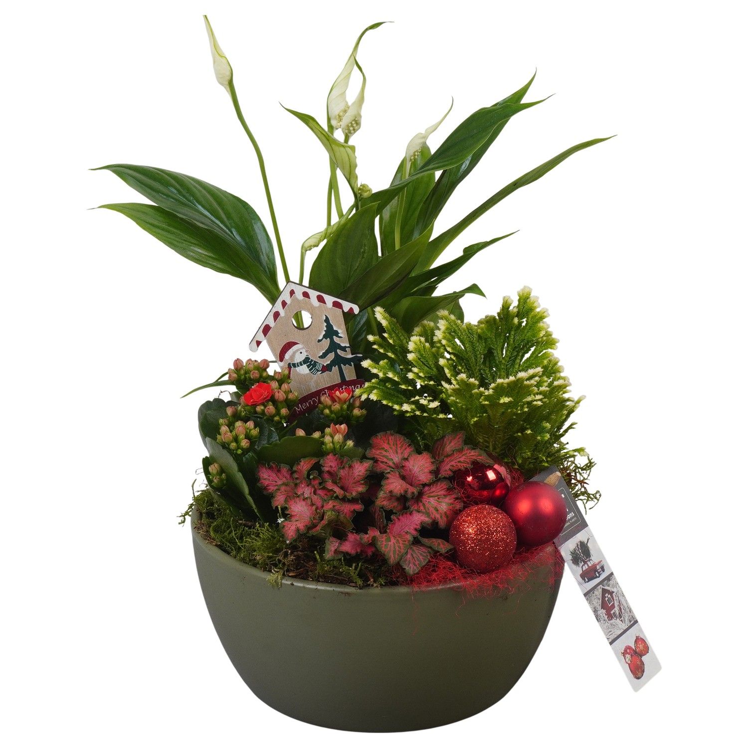 PTCHR7259 Arrangement Christmas Red in keramiek schaal, D 18 cm