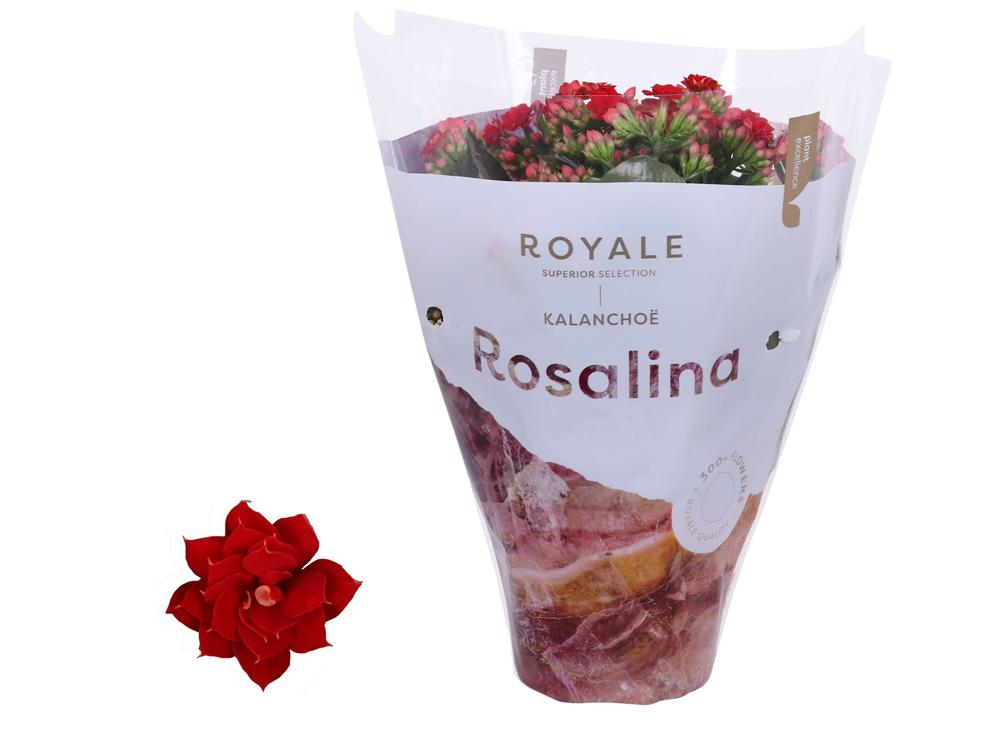 Kalanchoe Rosalina 12cm Royale Justino rood, D 12 cm Kalanchoe Rosalina 12cm Royale Justino rood, D 12 cm