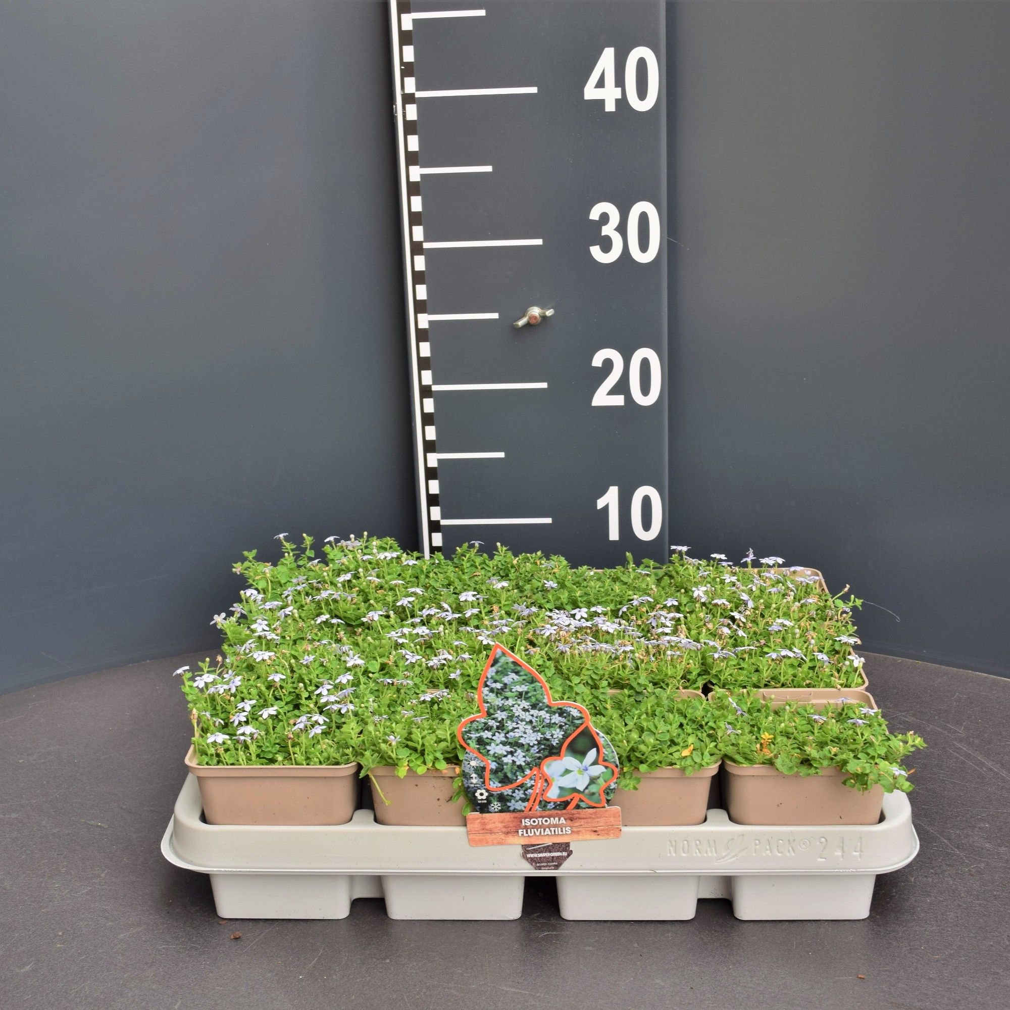 Isotoma fluviatilis, D 9 cm