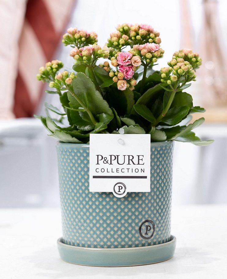 Kalanchoe pink in P&PURE Lauren ceramics, D 12 cm