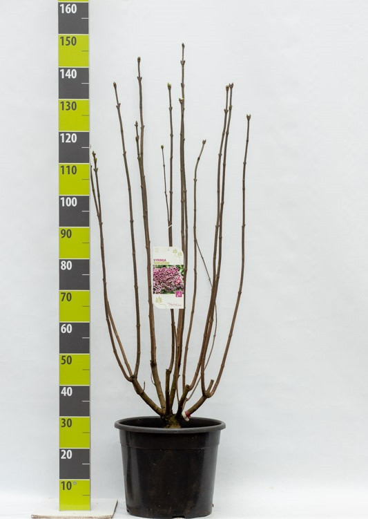 Syringa 'Sensation' C 20, D 35