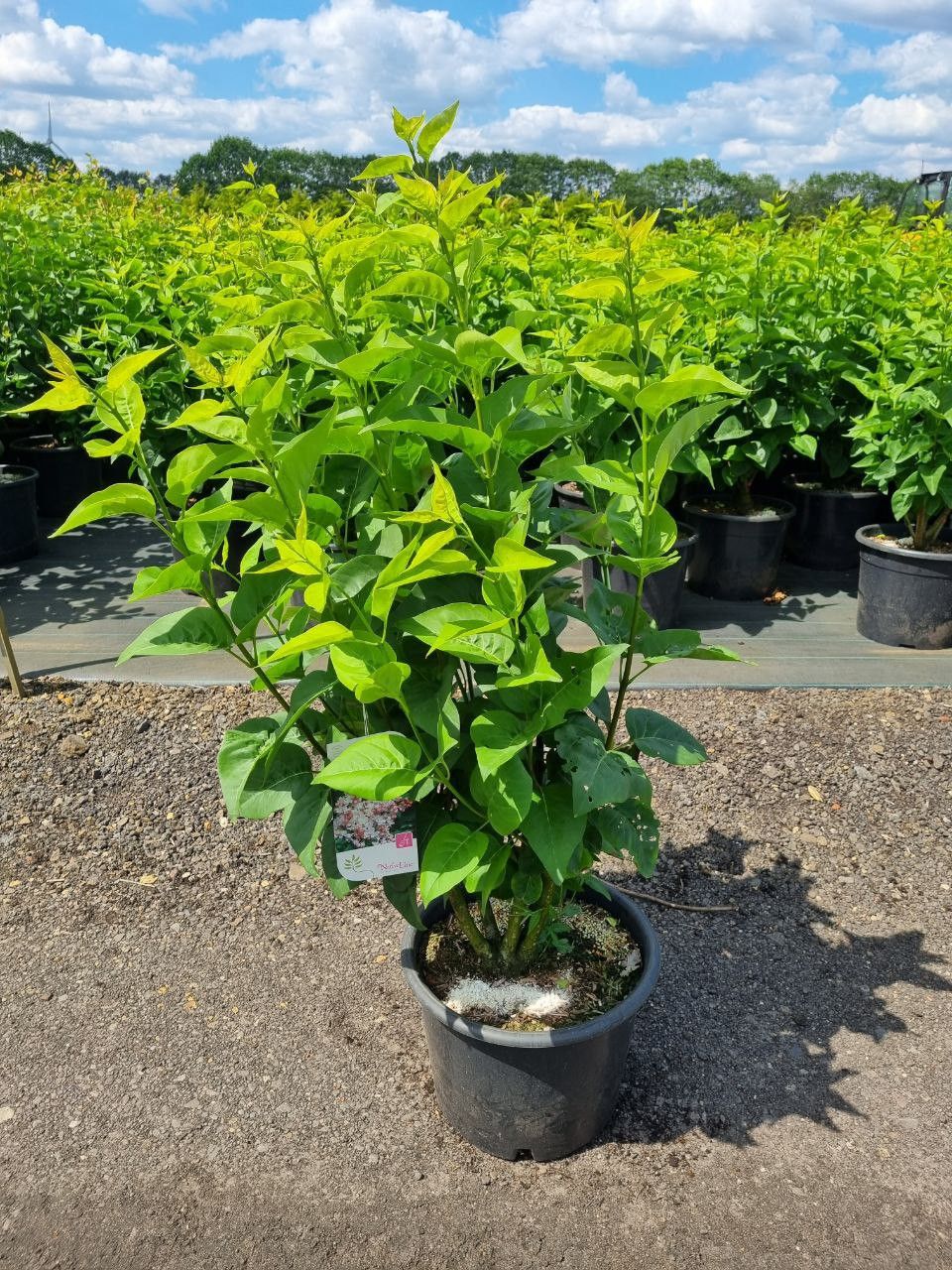 Syringa 'Beauty of Moscow' C 20, D 35