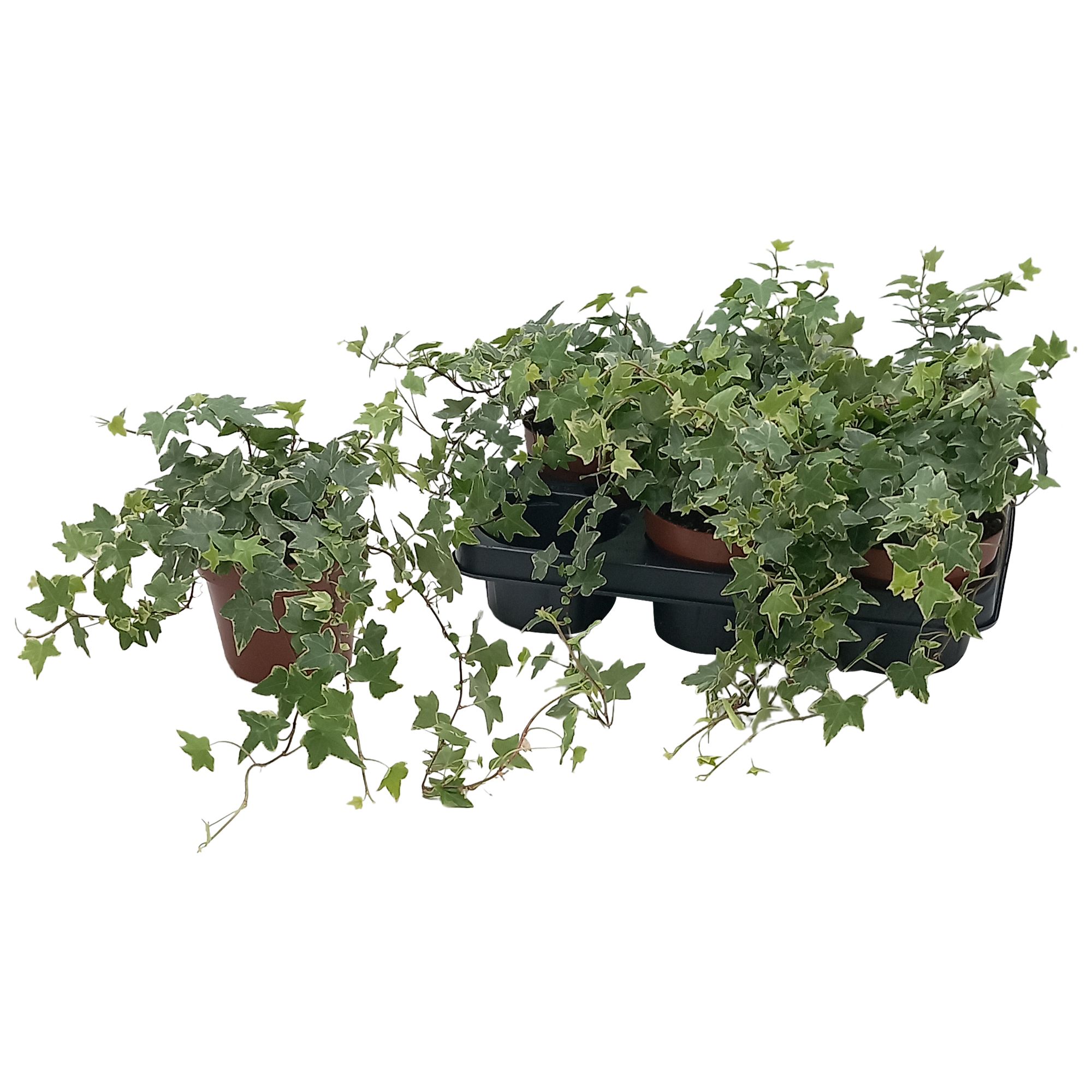 Hedera helix 'Esther', D 13