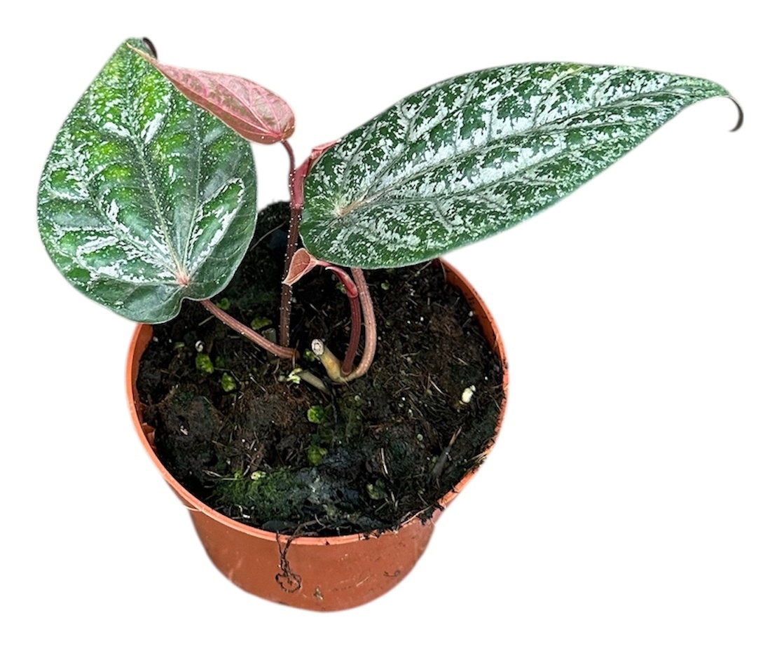 Piper Ornatum, D 10,5