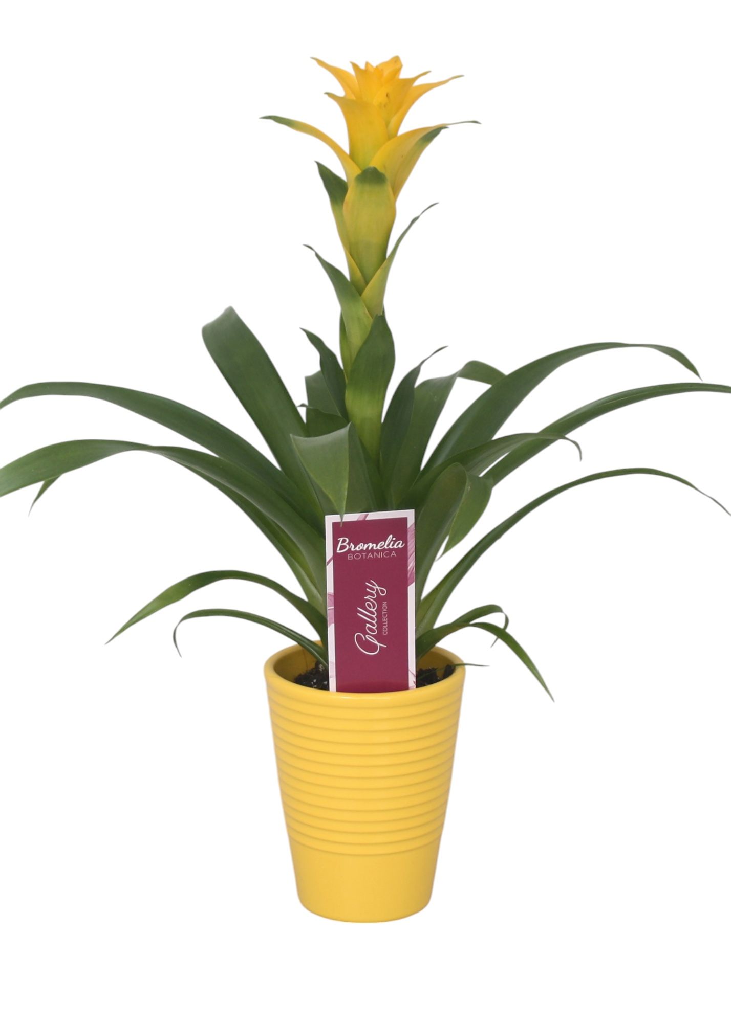 Guzmania 'Desire' in geel ribbelkeramiek, D 10