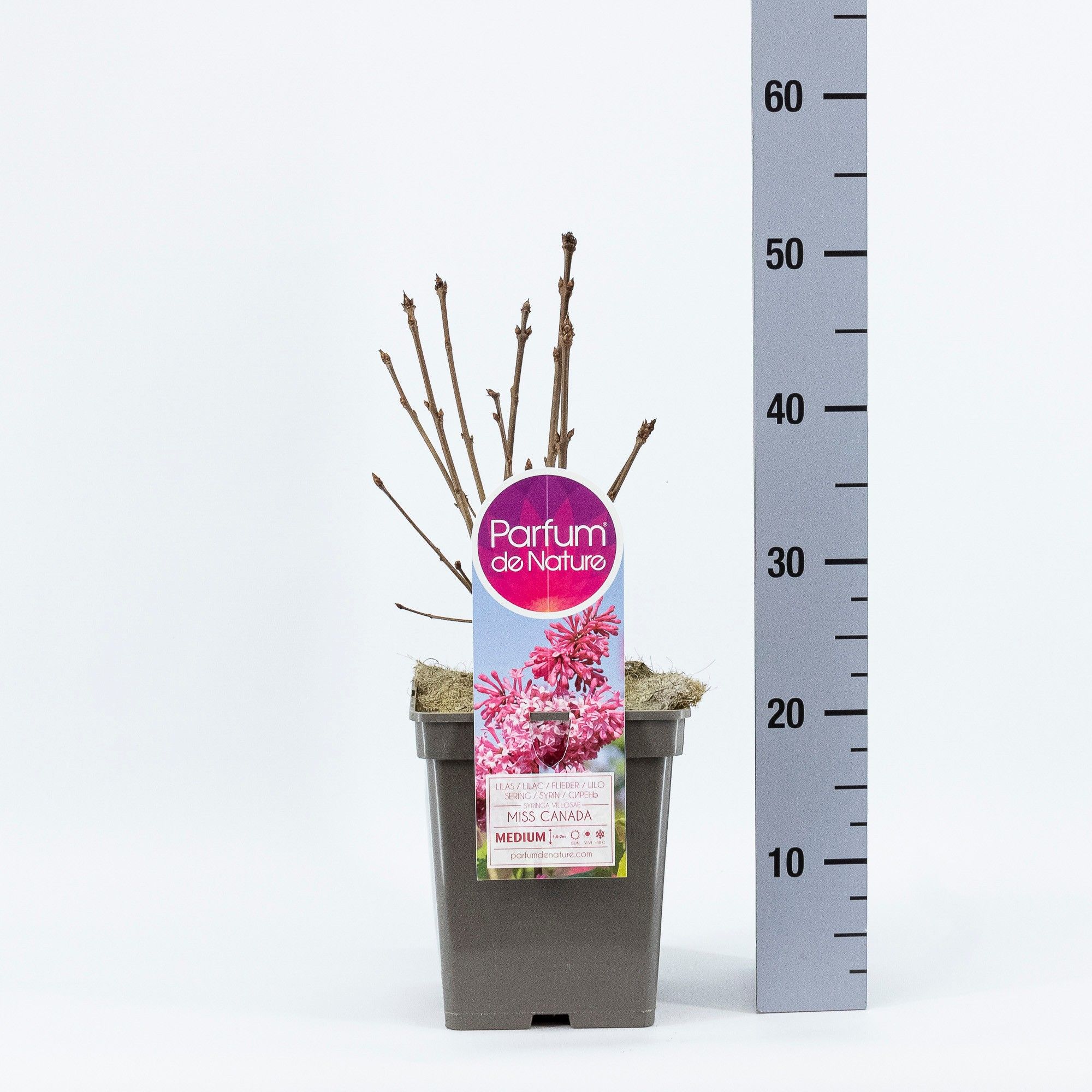 Syringa (V) Miss Canada, C5, D 23 cm