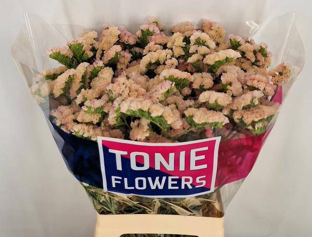 Статица Свит Априкот+ 70, шт.