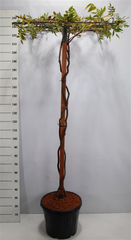 Wisteria brach. 'Yokohama fuji', D 48 cm