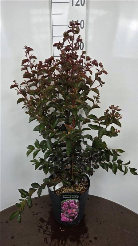 Lagerstroemia indica, D 29