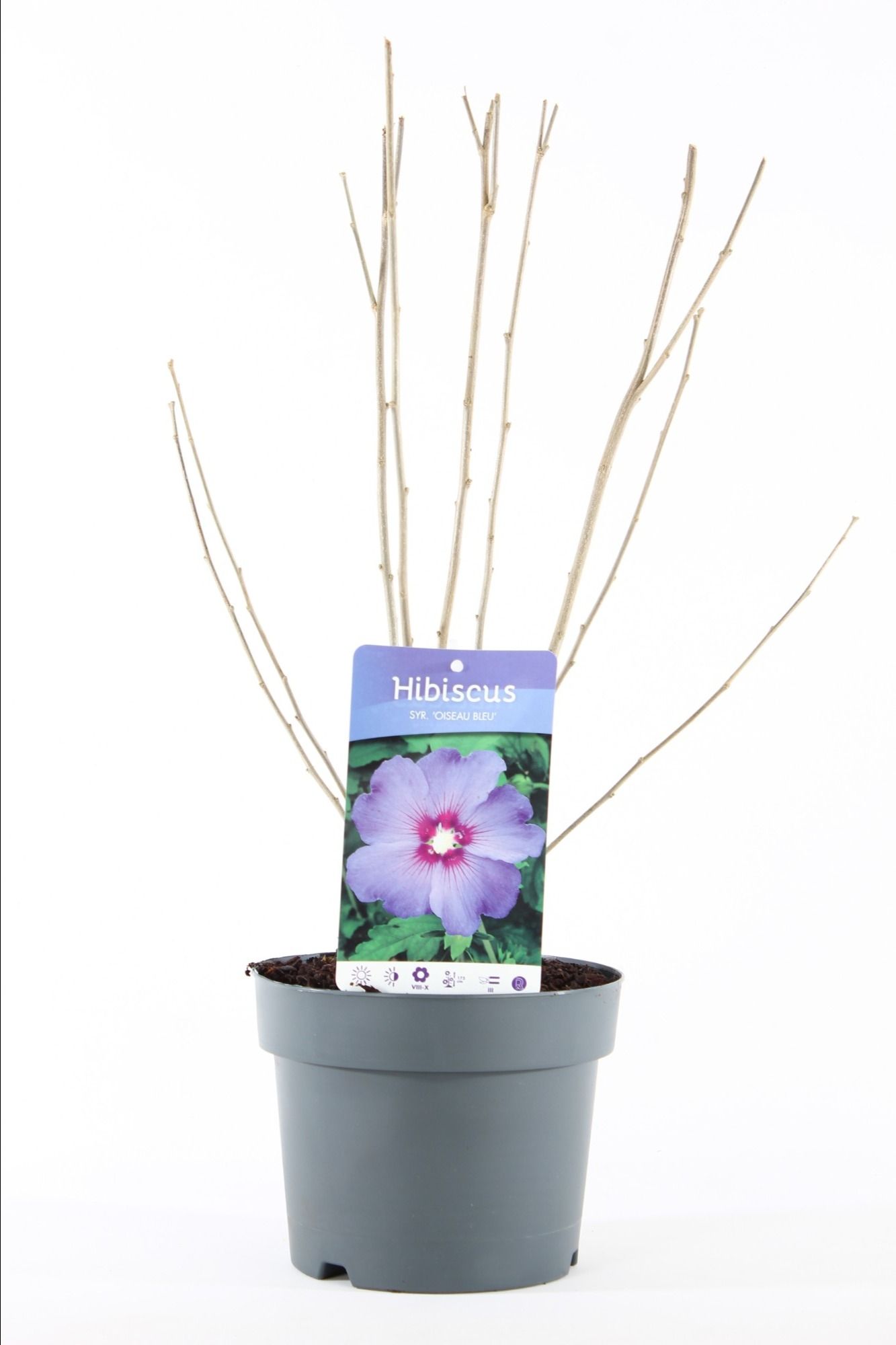 Hibiscus syr. 'Oiseau Bleu' P19/C3, D 19