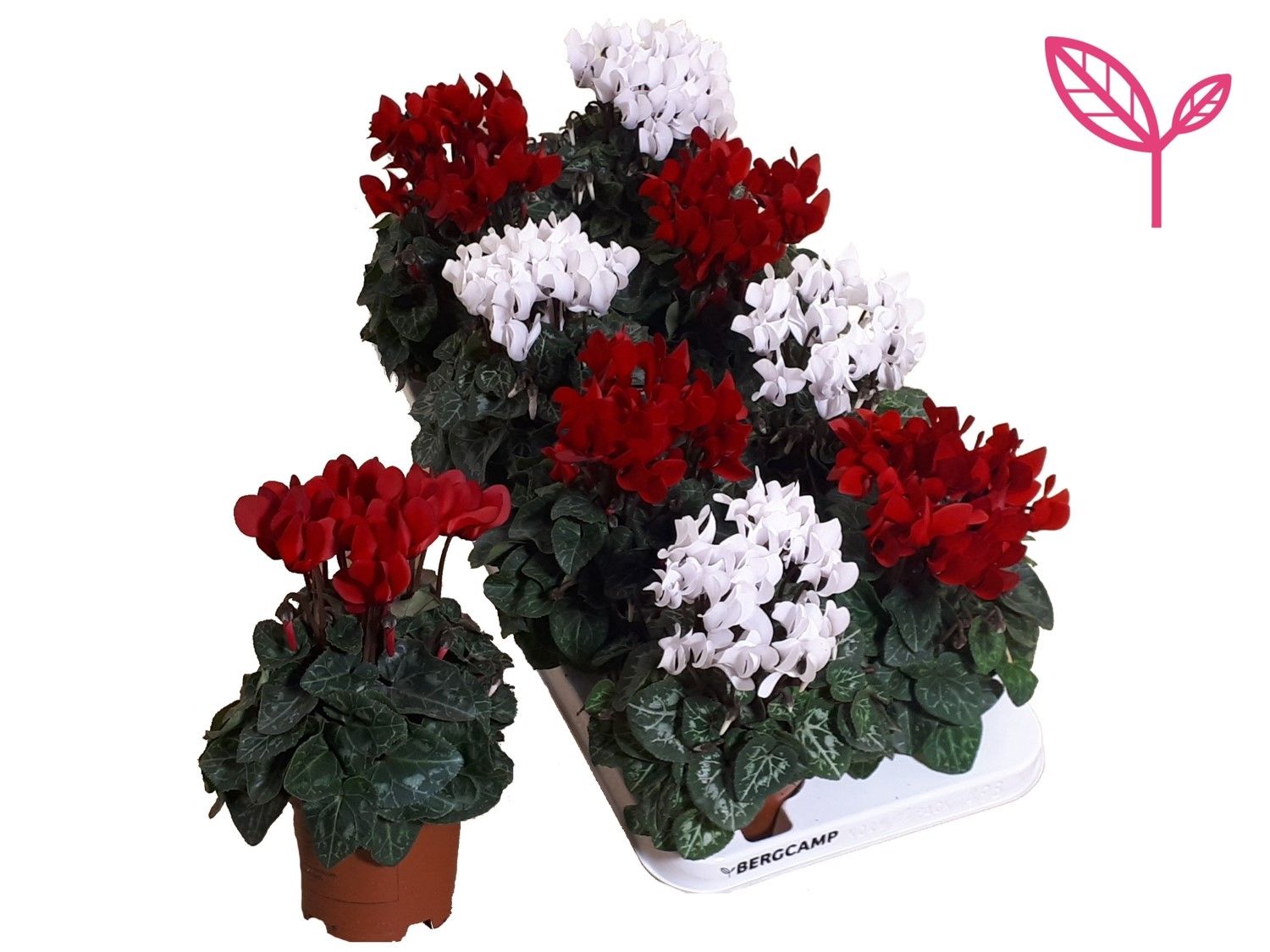 Cyclamen-KERST ROOD-WIT, D 10,5 cm Cyclamen-KERST ROOD-WIT, D 10,5 cm