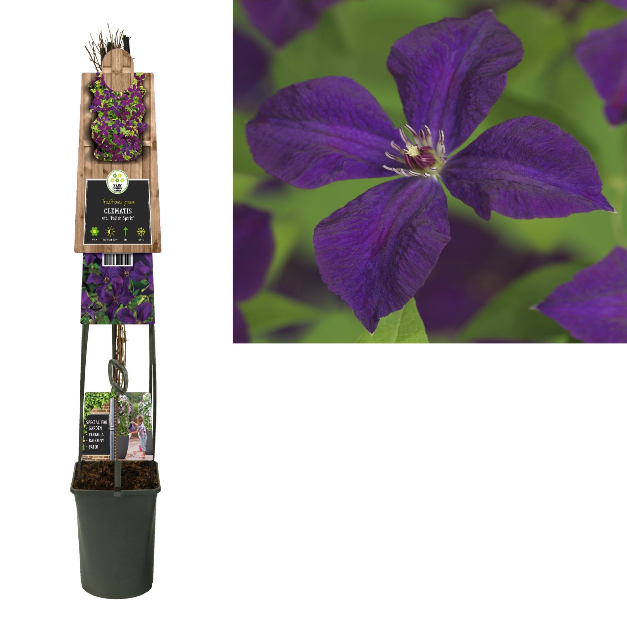Clematis vit. 'Polish Spirit' +3.0 label, D 23 cm