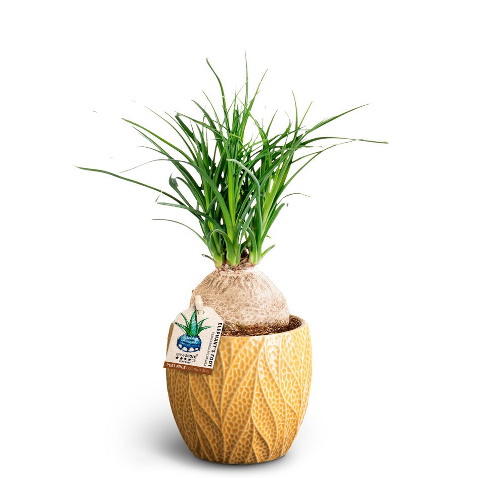 BEAUCARNEA RECURVATA 40903034 Leaf T, D 10