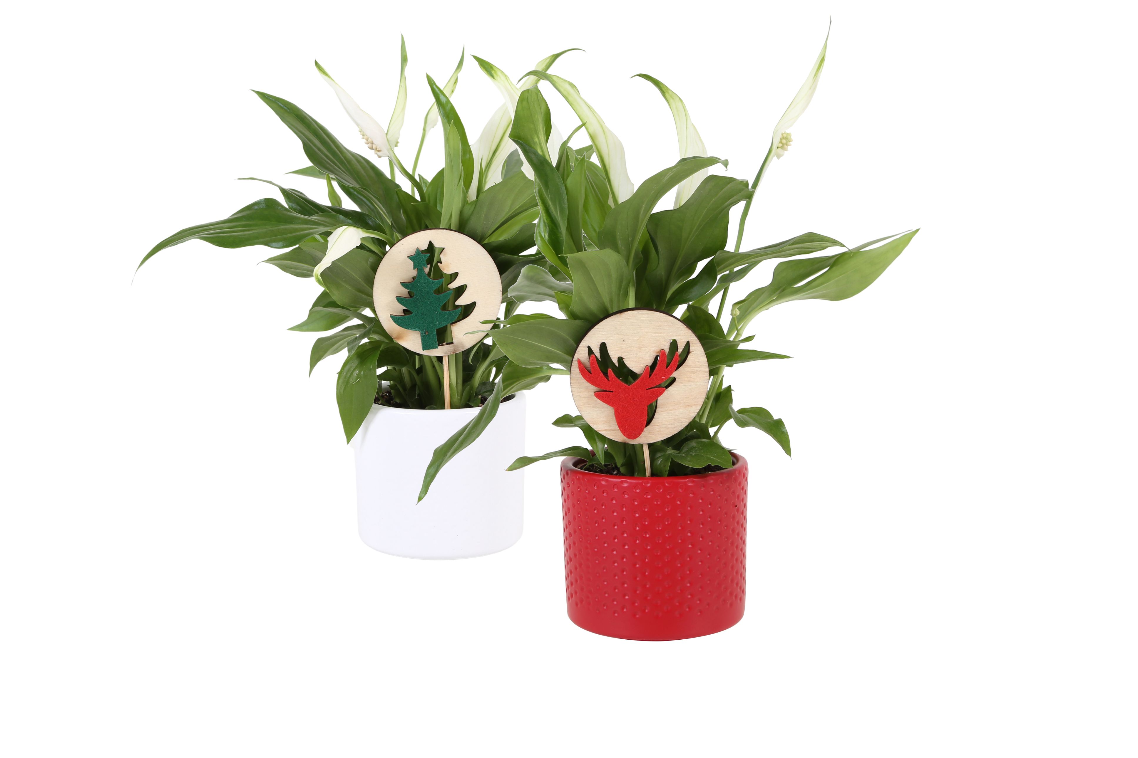 KP-753.16 - Spathiphyllum 7cm in stippenpot met kerst bijsteker, D 7 cm KP-753.16 - Spathiphyllum 7cm in stippenpot met kerst bijsteker, D 7 cm