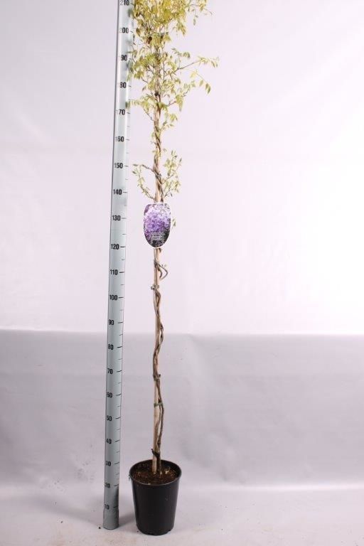 Wisteria sinensis 'Prolific', D 23 cm Wisteria sinensis 'Prolific', D 23 cm