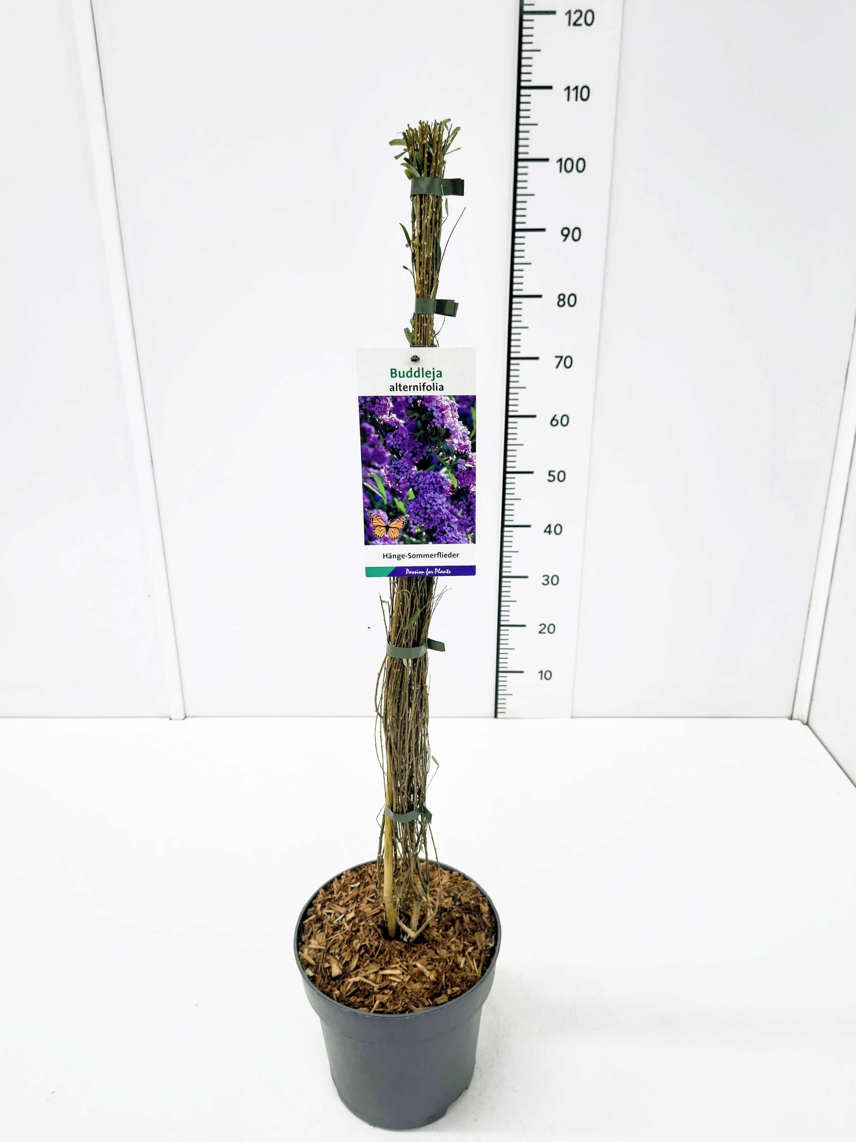 Buddleja alternifolia 80-100C5, D 23